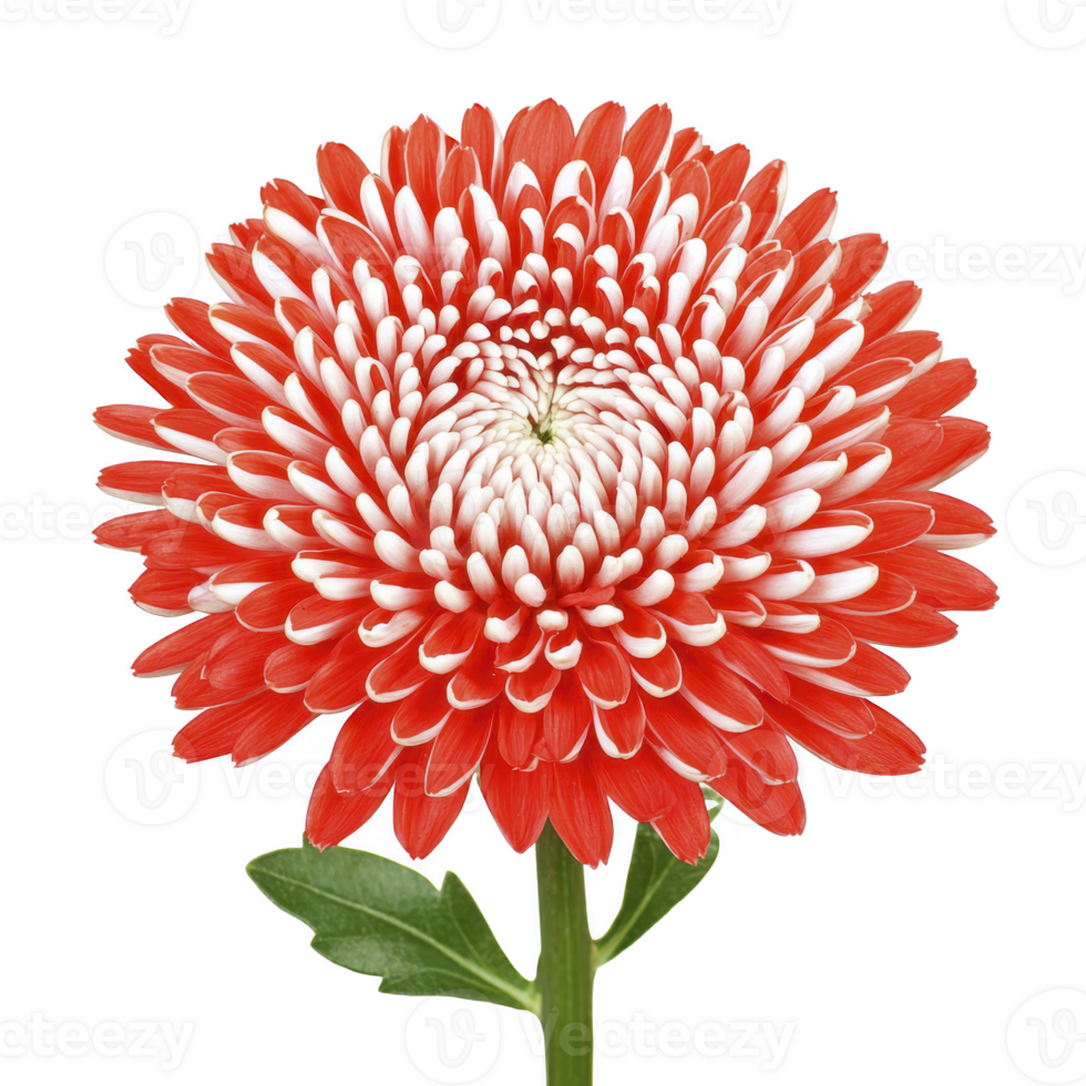Vibrant red and white chrysanthemum flower with lush green leaves, showcasing its intricate petal arrangement and natural beauty. Perfect for floral design and nature themes png