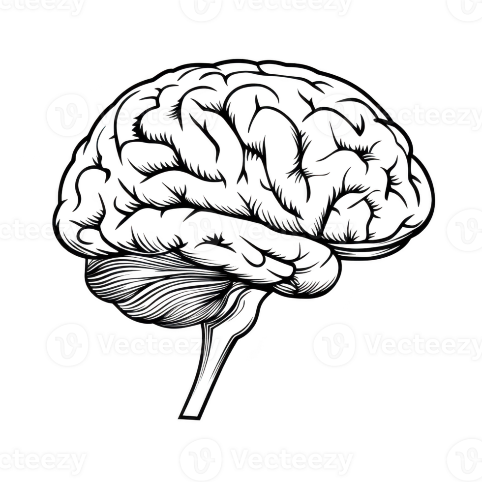 Detailed black and white illustration of human brain showcases intricate neural pathways and cerebral structures, emphasizing complexity and beauty of mind png