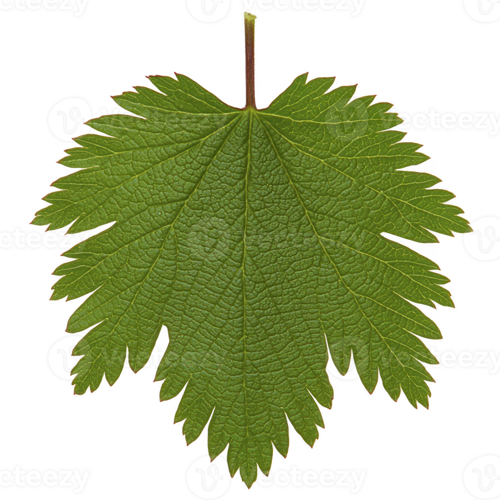Single green leaf with serrated edges and visible veins, isolated on transparency background, showcasing its natural texture and intricate details png