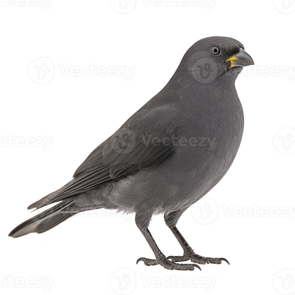Small black bird with yellow beak stands alertly, showcasing its sleek feathers and bright eyes. bird posture and detailed plumage highlight its natural beauty png