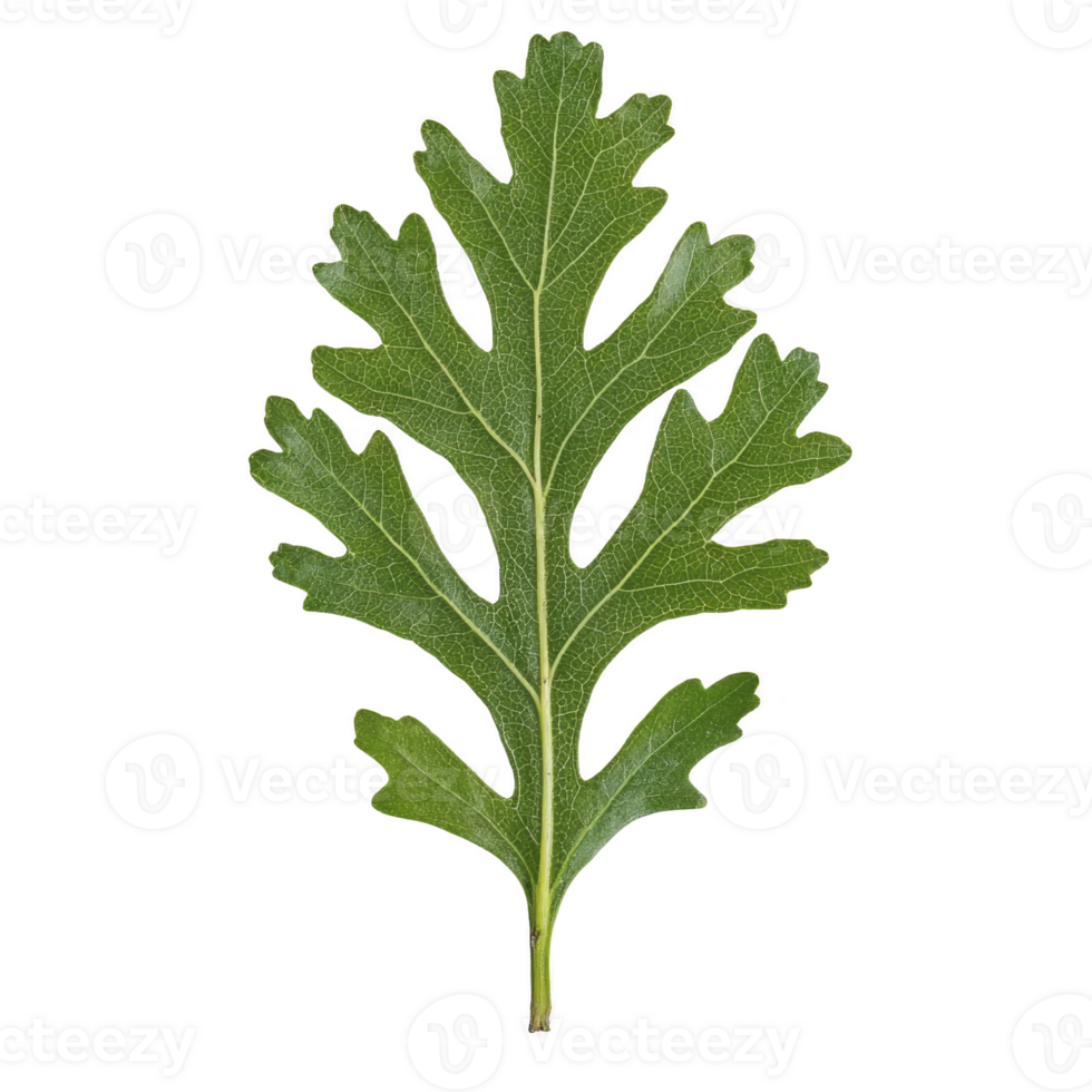 Single green leaf with serrated edge and prominent veins is isolated on transparency background, showcasing its natural texture and intricate details png