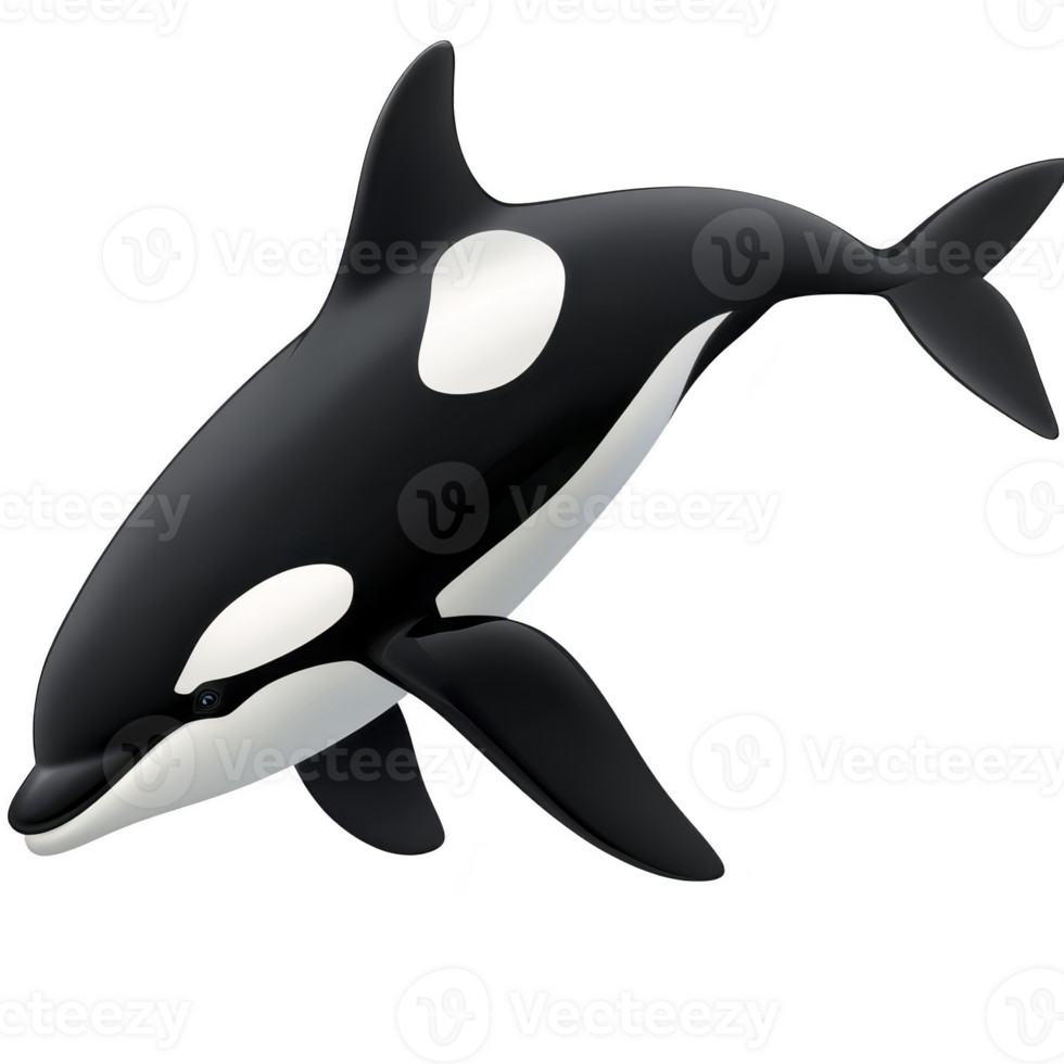Digital illustration of orca whale, showcasing its distinctive black and white pattern, swimming gracefully. image captures elegance and power of this majestic marine mammal png
