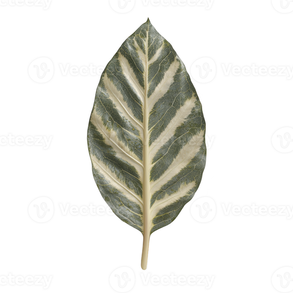 Single variegated leaf with striking pattern of green and white stripes, showcasing nature intricate design. leaf texture and color contrast create visually appealing and natural aesthetic png