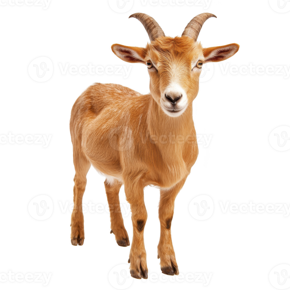 Brown goat with curved horns stands facing forward, displaying curious expression. Its fur is smooth and its ears are perked up, giving it alert appearance png