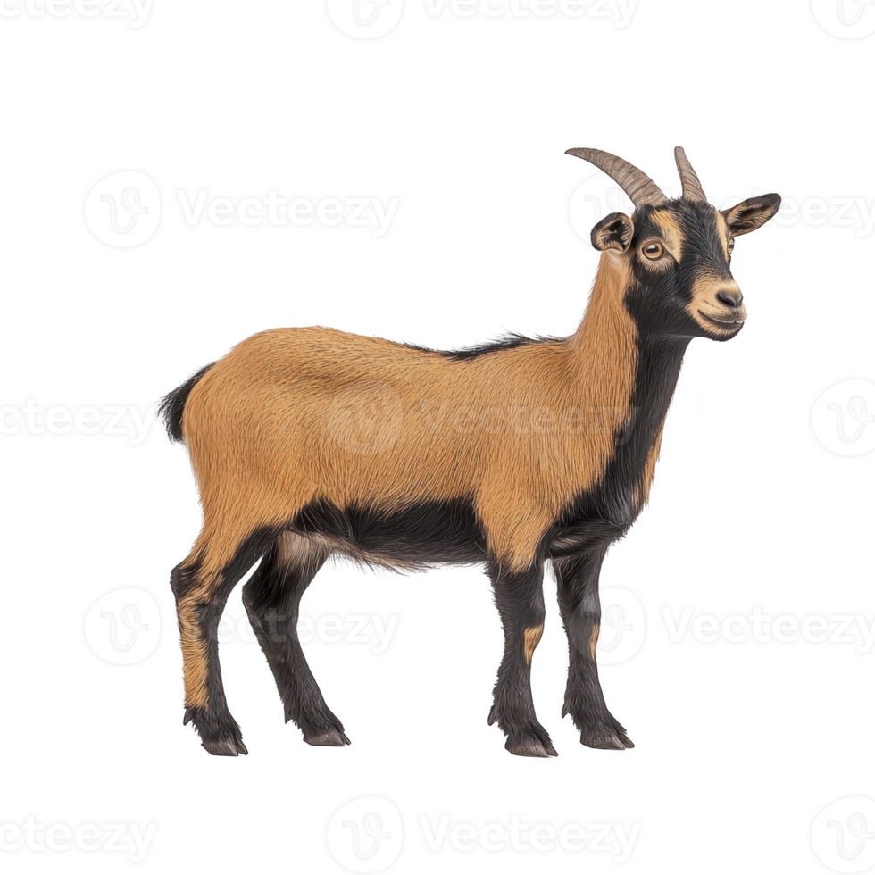 Realistic illustration of brown and black goat standing on transparent background, showcasing its detailed fur and curved horns. goat appears calm and attentive png