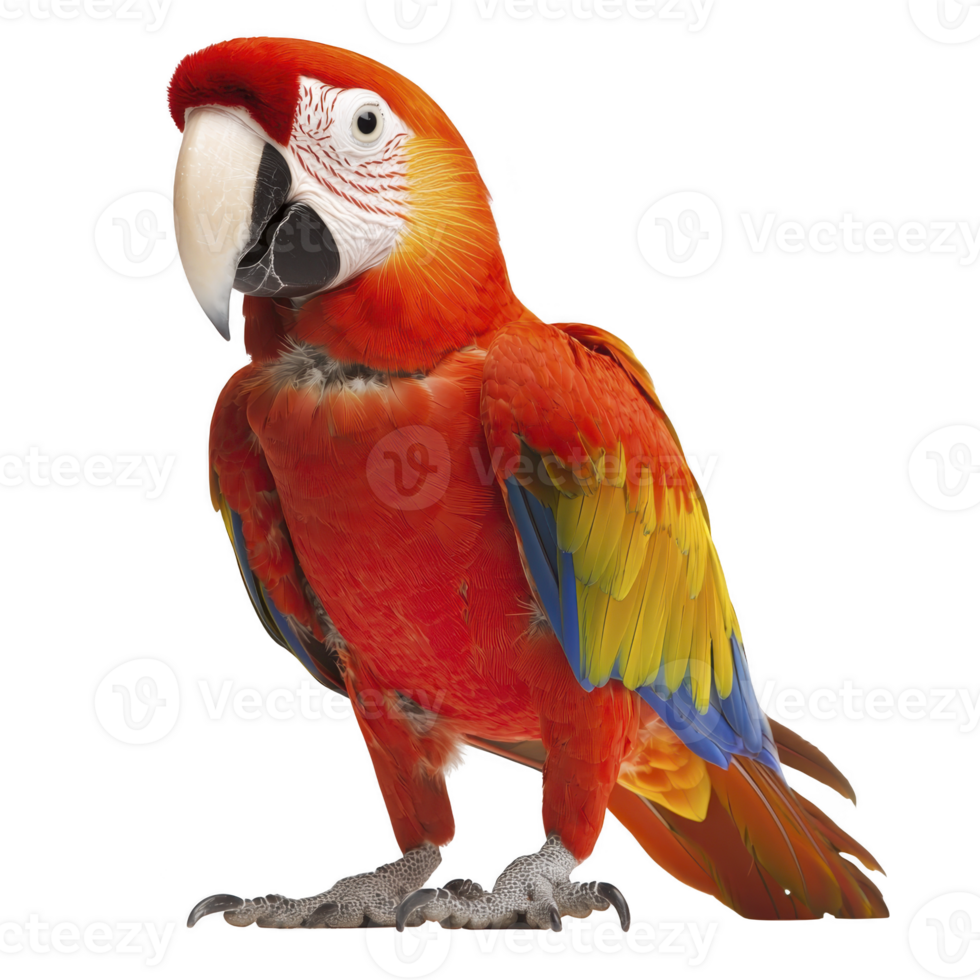 Vibrant scarlet macaw with striking red, yellow, and blue feathers stands gracefully, showcasing its colorful plumage and large beak. parrot vivid colors and alert expression capture attention png