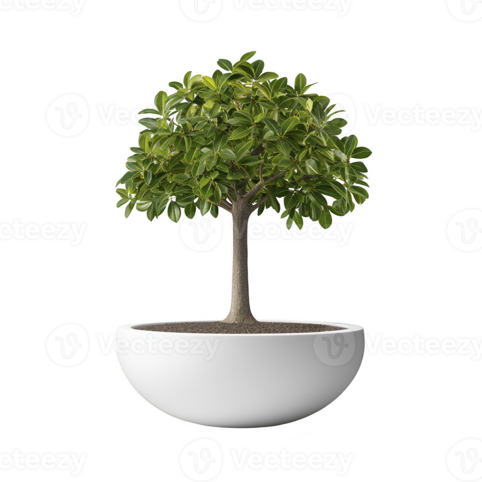 Small, lush green bonsai tree in sleek white pot, isolated on transparency background, showcasing its intricate branches and vibrant leaves. minimalist design exudes tranquility png