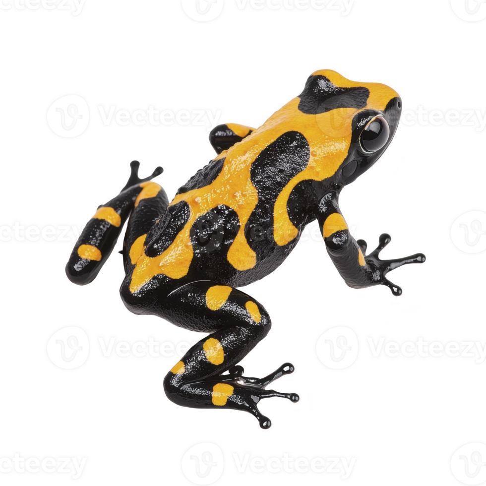 Vibrant yellow and black poison dart frog with glossy texture is shown in dynamic pose, highlighting its striking coloration and smooth skin. frog vivid pattern serves as warning to predators png