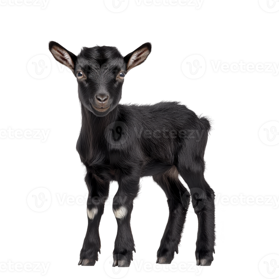 Cute black baby goat stands with curious expression, showcasing its small size and fluffy fur. goat ears are perked up, adding to its adorable appearance png