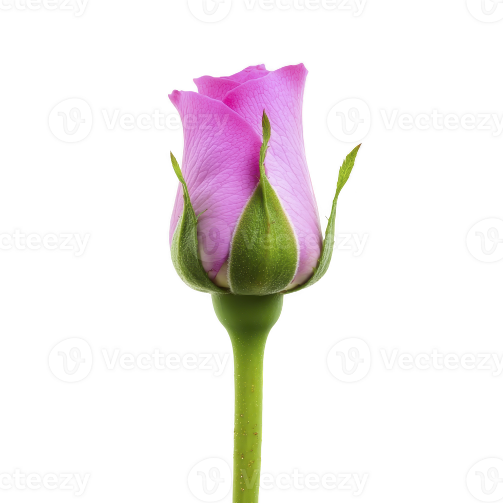 Single pink rosebud with delicate petals and green sepals stands against transparency background, symbolizing beauty and elegance. simplicity of image highlights natural grace of flower png