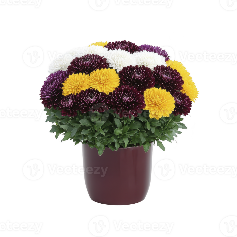 Vibrant arrangement of chrysanthemums in pot showcases mix of purple, yellow, and white blooms, creating cheerful and lively display. lush green leaves add fresh contrast to colorful flowers png
