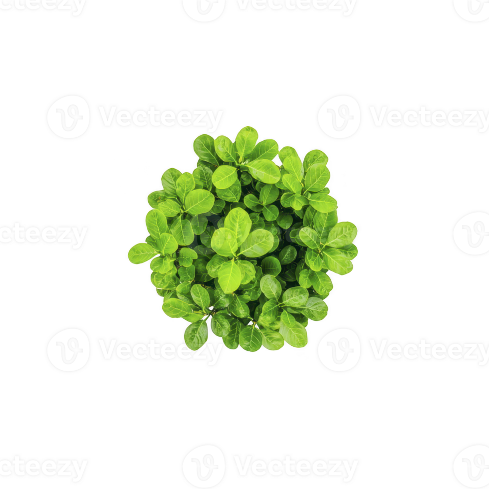 Top view of lush, green plant with vibrant leaves arranged in circular pattern, creating fresh and natural appearance. plant symmetry and vivid color evoke sense of tranquility png