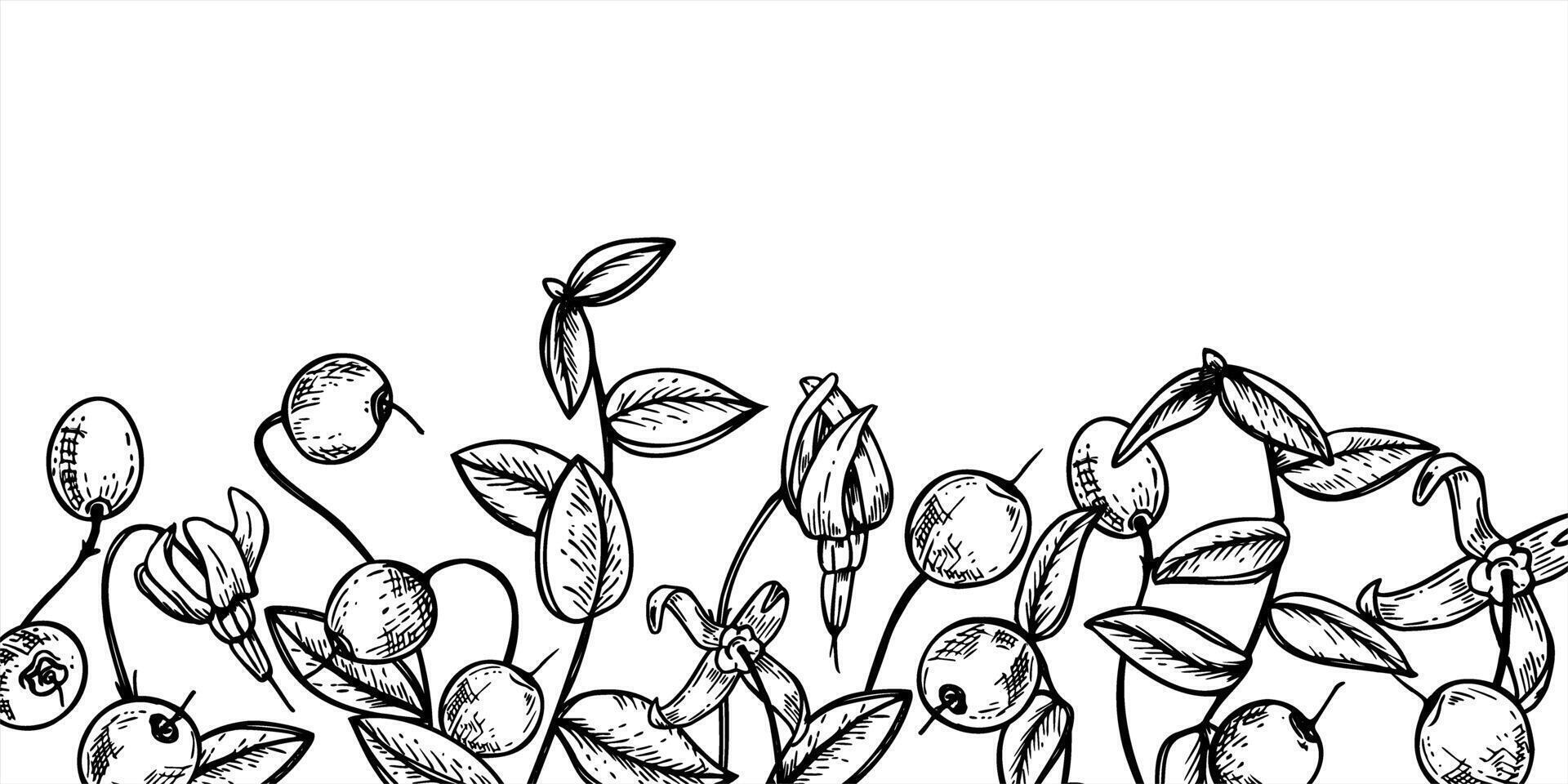 Horizontal monochrome cranberry border with berries, flowers, leaves. Wild swamp berry monochrome line ink illustration. For organic food packaging, holiday decoration, botanical design vector