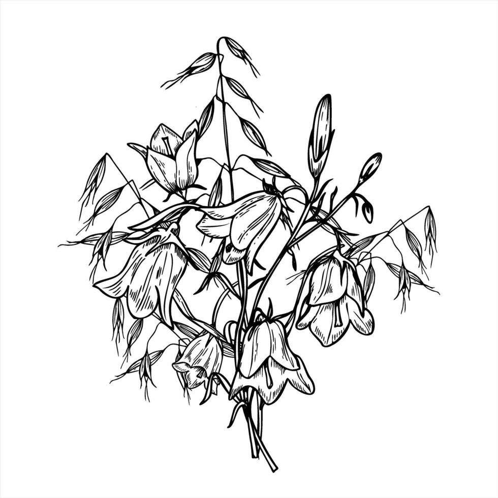 Monochrome bouquet of blooming bellflowers and wild oats illustration painted by black inks. Hand drawn campanula wildflower with meadow herbs for boho wedding stationery, product packaging vector