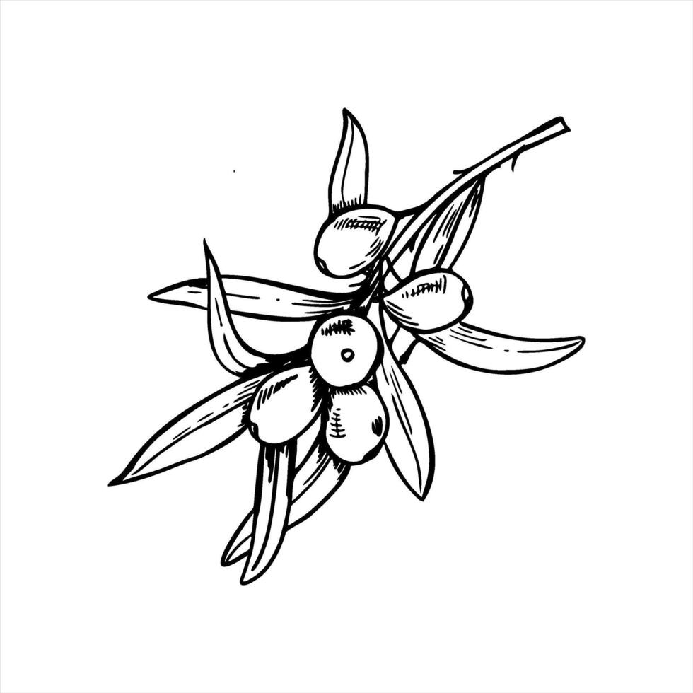 Hand drawn monochrome sea buckthorn branch with berries and leaves illustration. Baltic sallow thorn berry line art for organic cosmetics packaging, herbal tea label, vitamin supplement vector