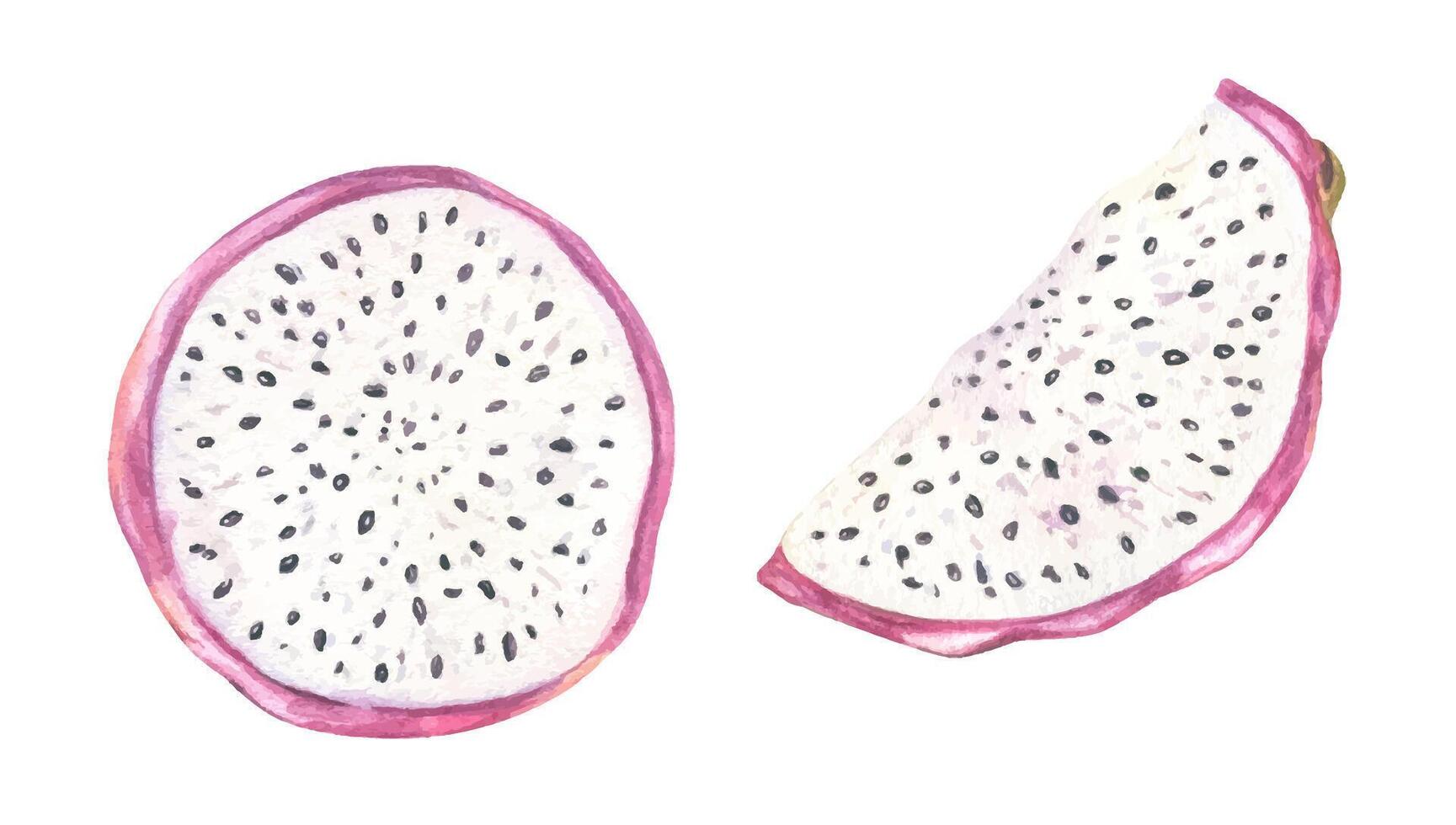slices of dragon fruit vector