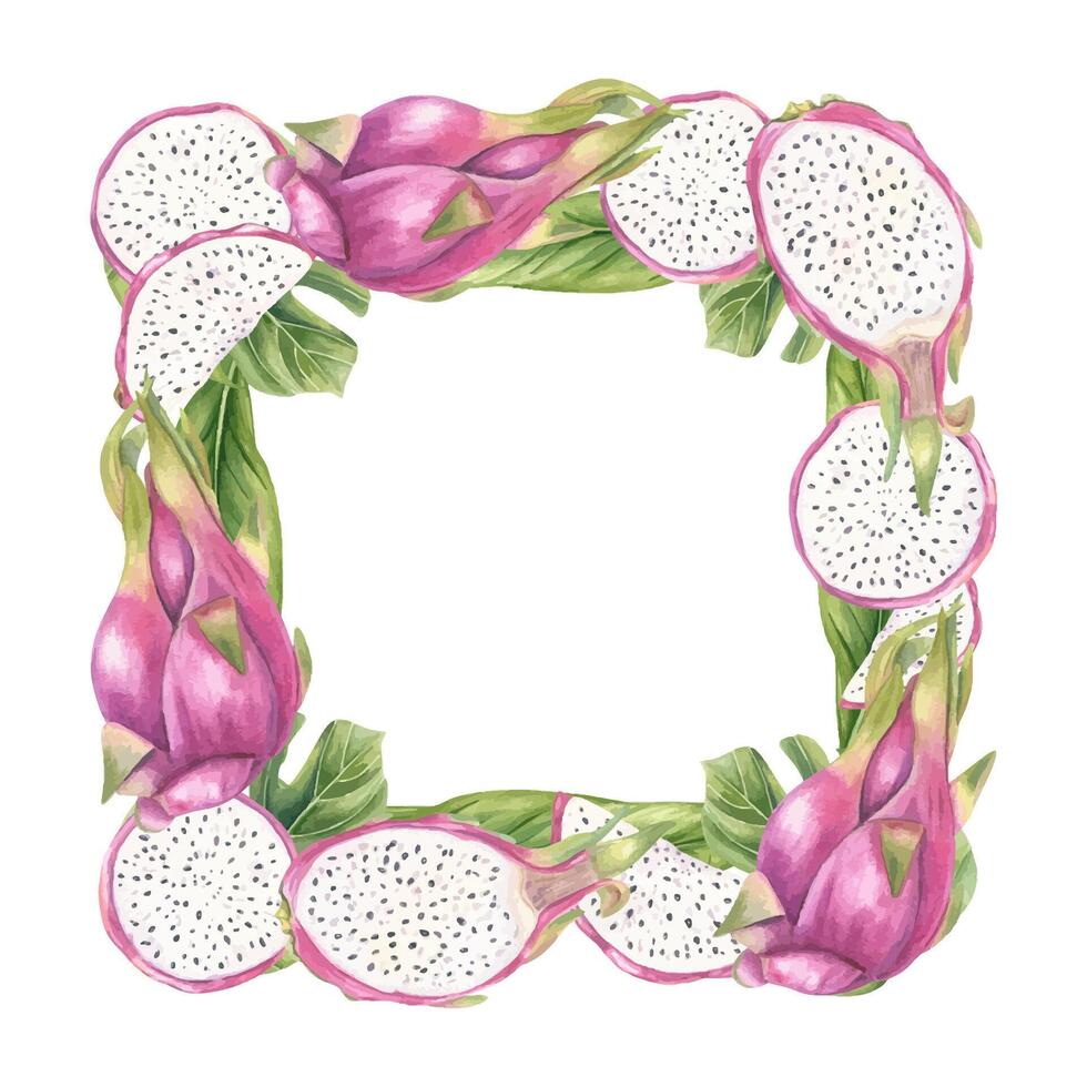 Dragon fruit border illustration vector