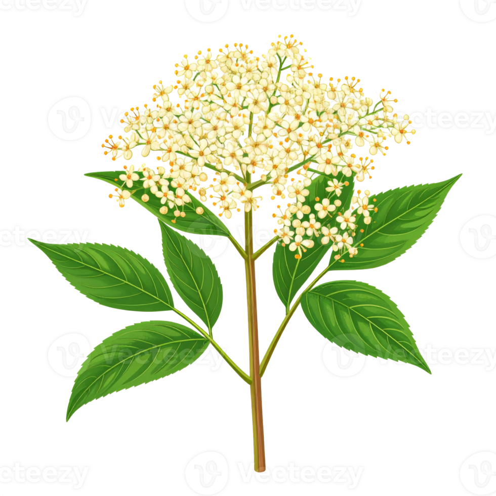 Elderflower Blossom with Green Leaves on Transparent Background png