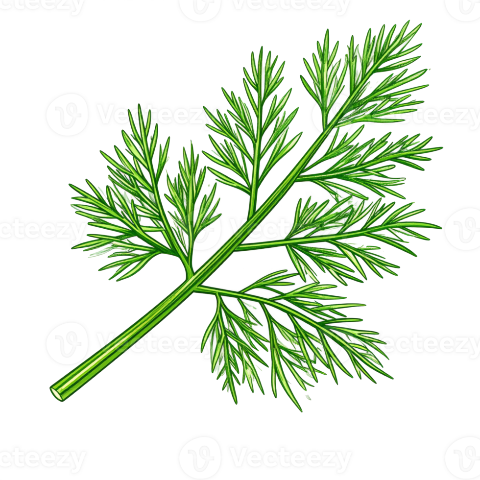 Fresh Green Dill Herb Sprig Illustration png