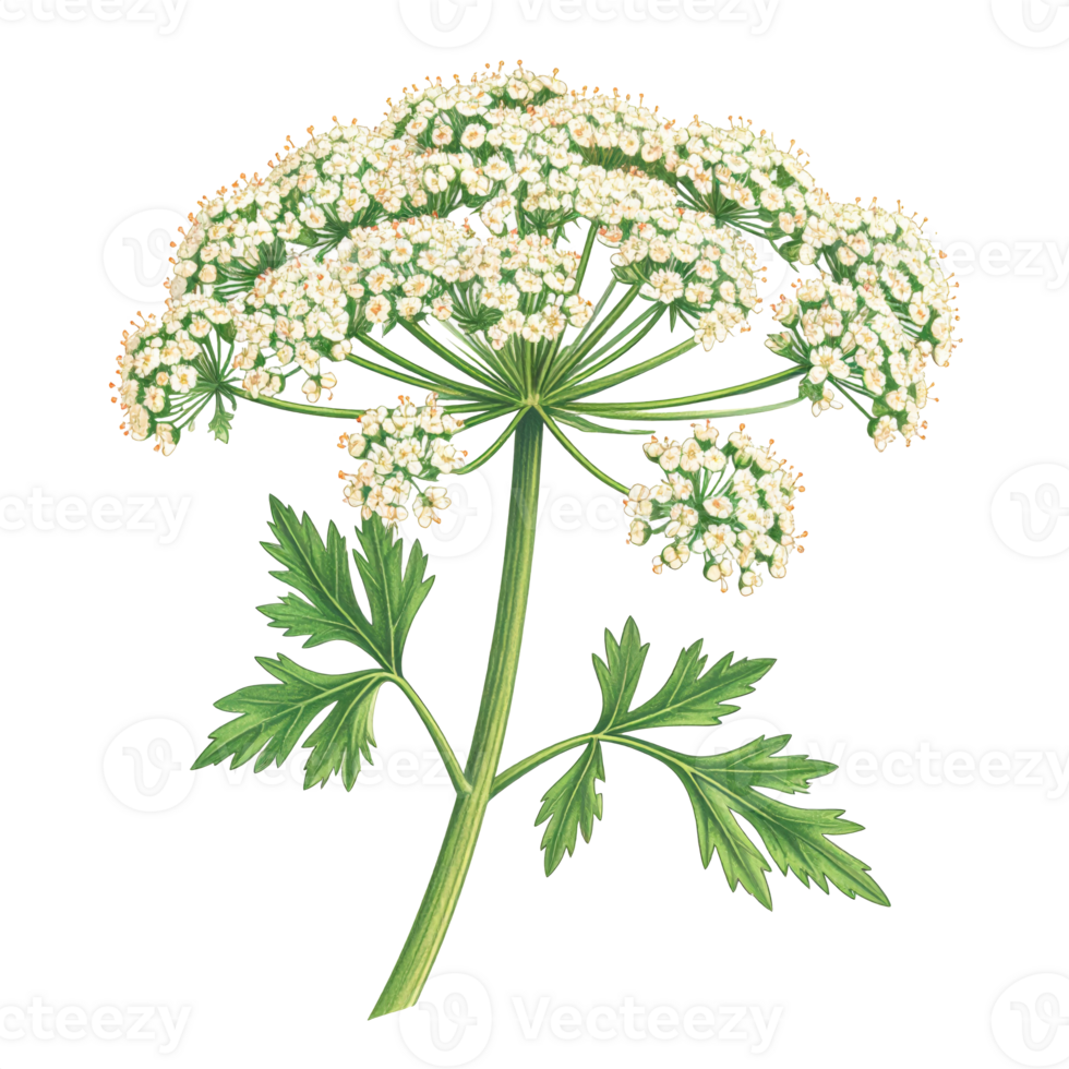 Detailed Botanical Illustration of White Flower with Green Leaves png