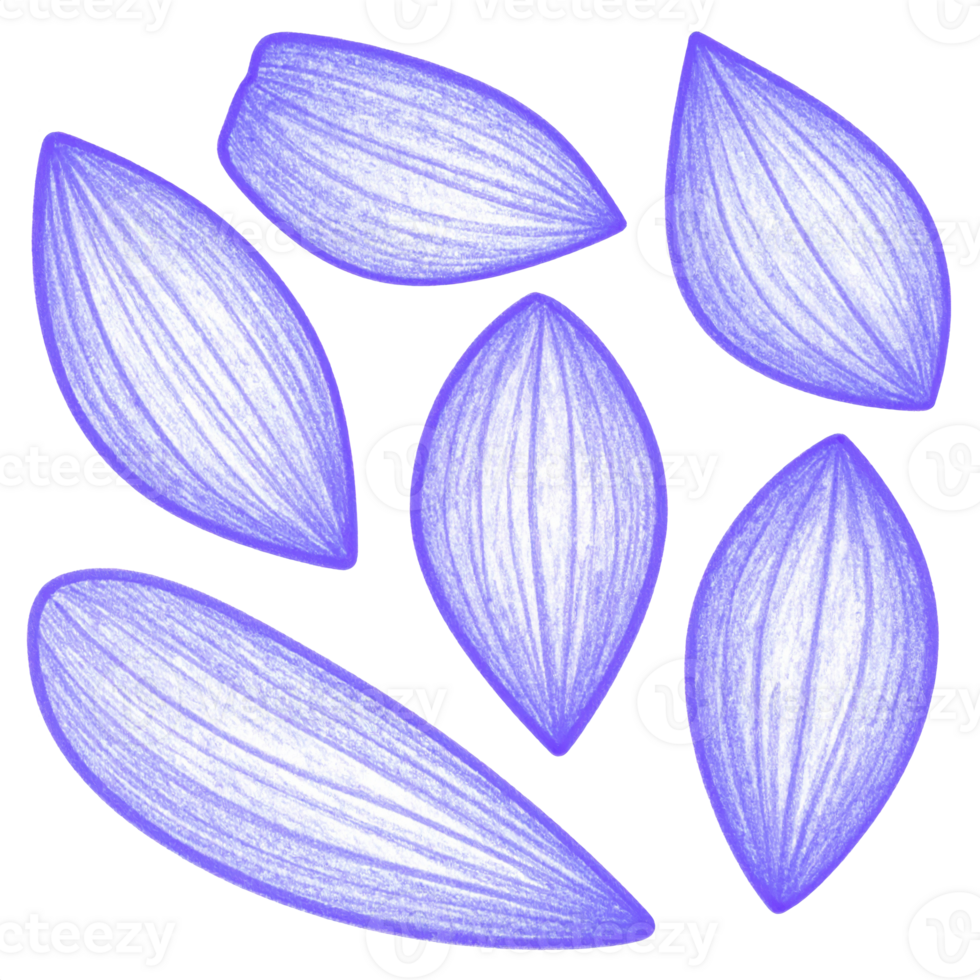 Purple Flower Petals Sketch on Transparent Background png