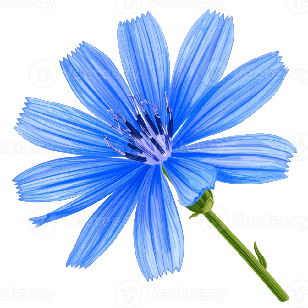 Bright Blue Chicory Flower on Transparent Background png