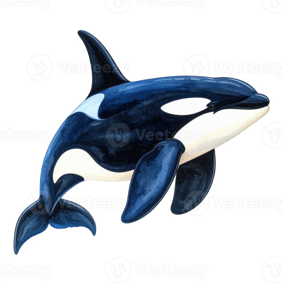 Orca Whale Illustration with Transparent Background png
