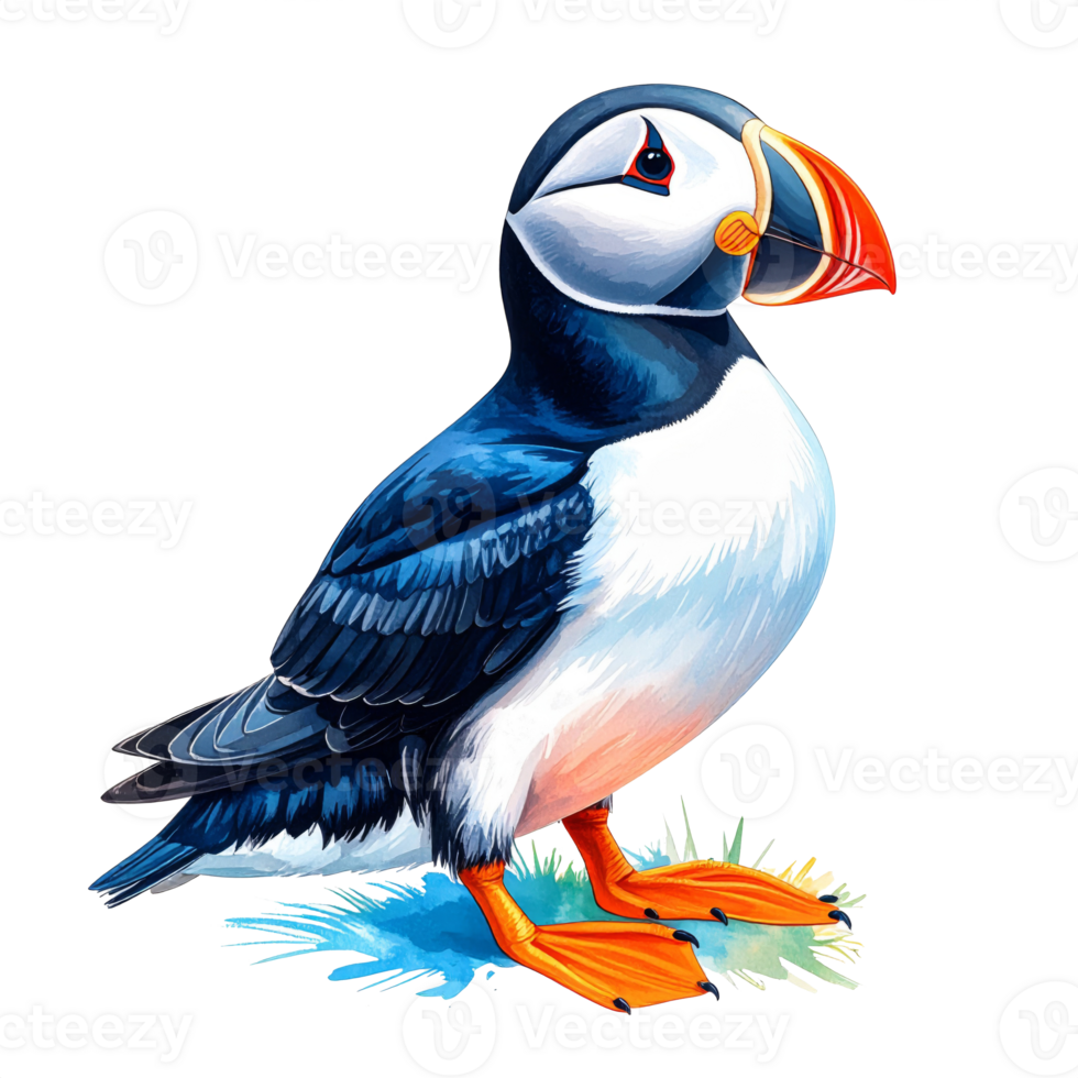 Atlantic Puffin Bird Wildlife Nature Illustration png