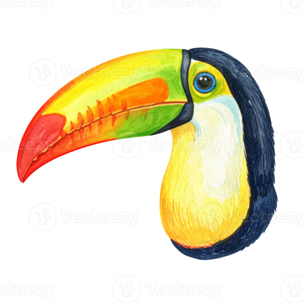 Colorful Toucan Illustration with Large Beak png