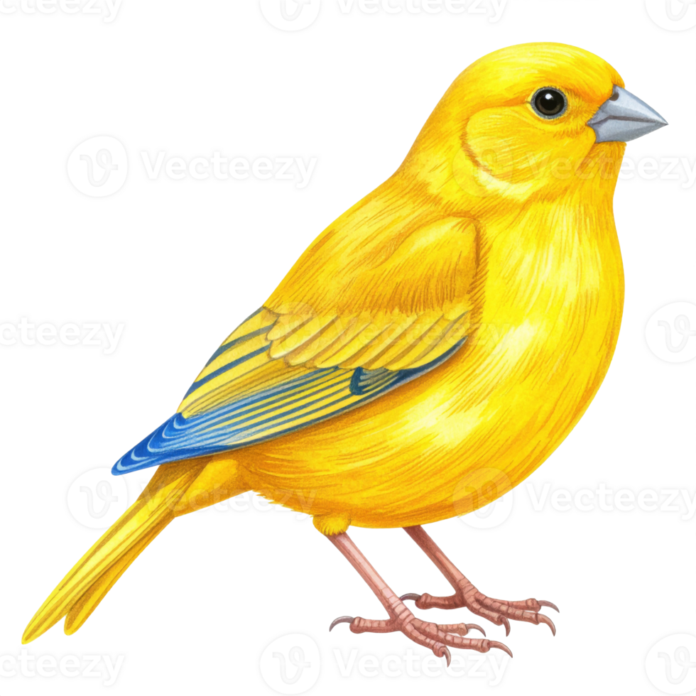 Yellow Bird with Blue Wings on Transparent Background png