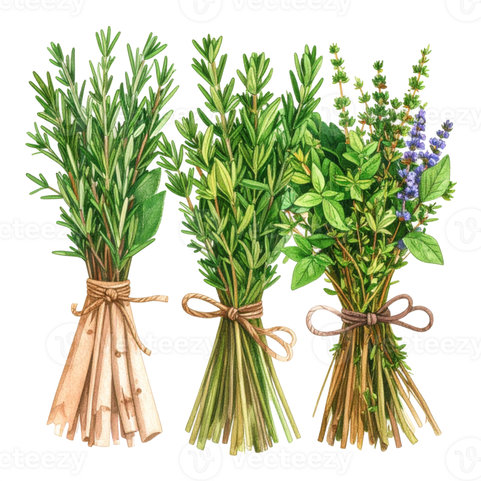 Three Bundles of Fresh Culinary Herbs on Transparent png