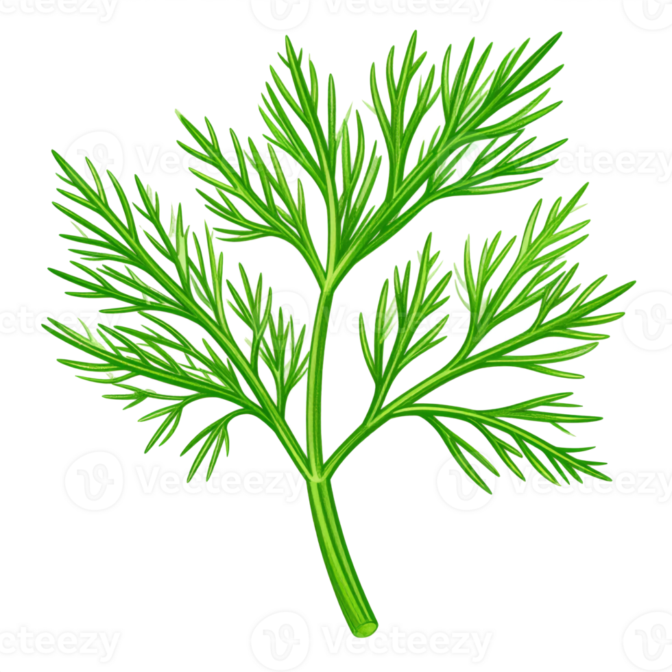 Fresh Green Dill Herb Sprig Isolated on Transparent Background png