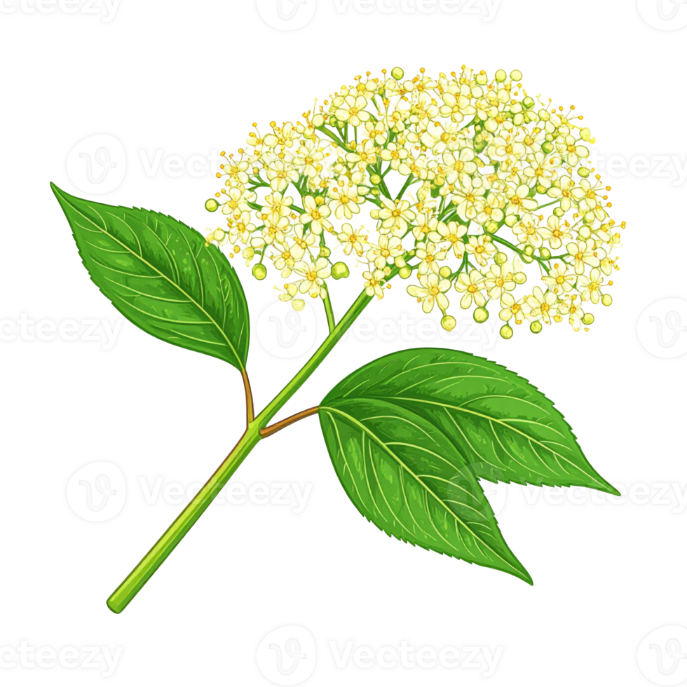 White and Yellow Flower Blossom with Green Leaves png