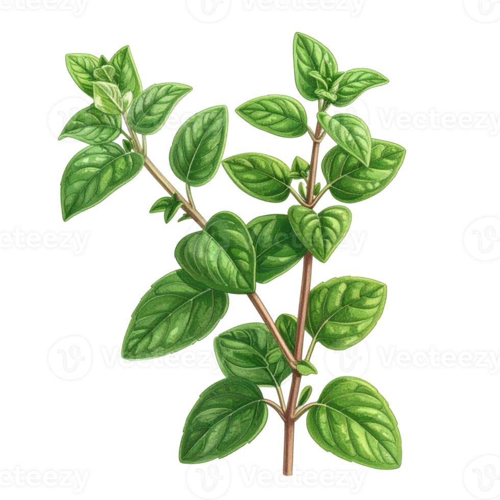 Detailed Illustration of Oregano Herb with Green Leaves png