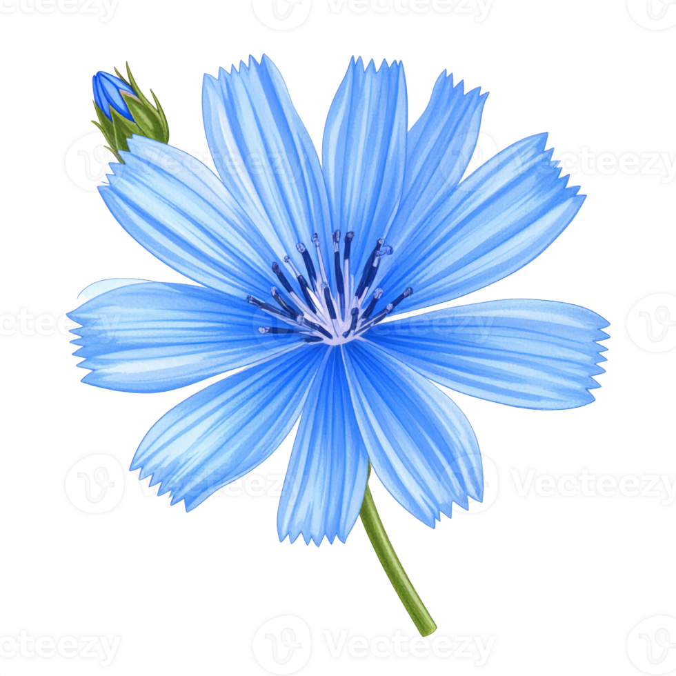 Light Blue Chicory Flower with Bud on Transparent Background png