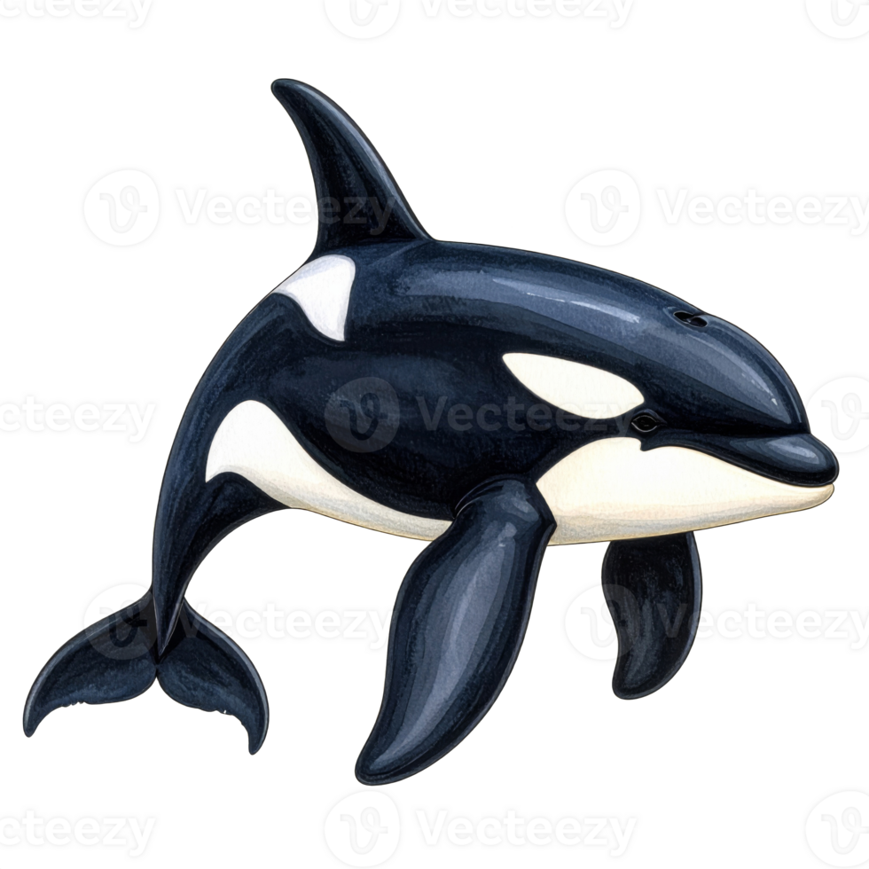 Orca Whale Illustration with Black and White Pattern png