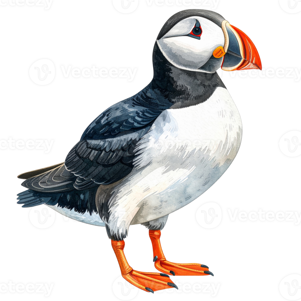 Watercolor Puffin Illustration on Transparent Background png