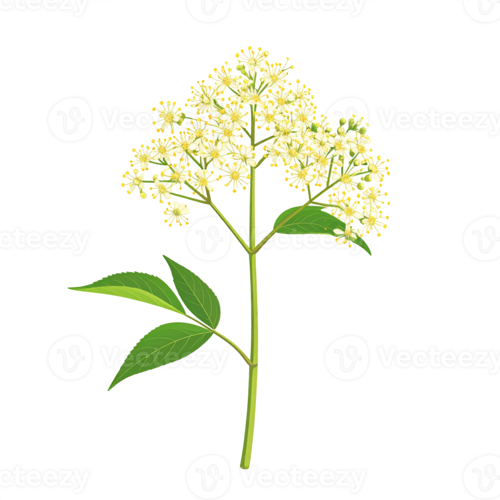 Detailed Elderflower Blossom with Green Leaves on Transparent Background png