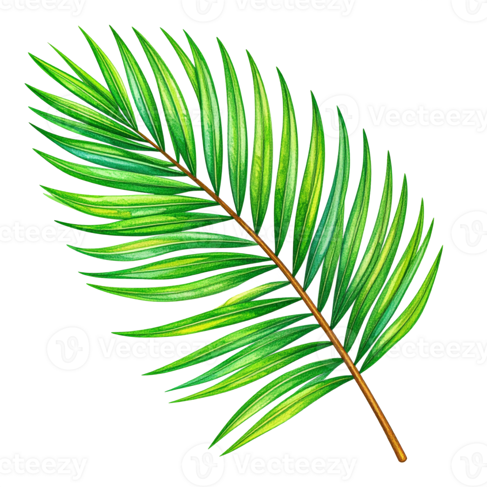 Lush Green Palm Leaf Illustration with Transparent Background png