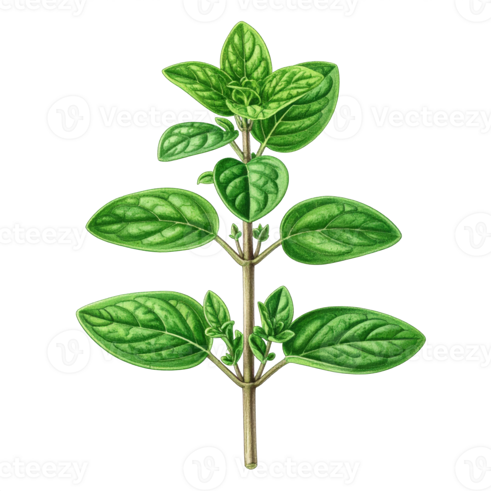 Detailed Oregano Herb Illustration on Transparent Background png