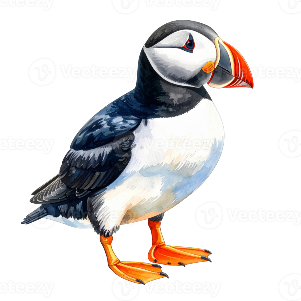 Watercolor Puffin Painting on Transparent Background png