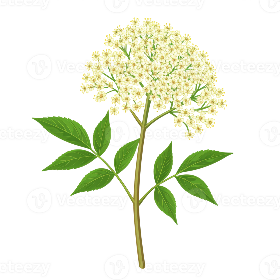 Elderflower Blossom with Green Leaves on Transparent png