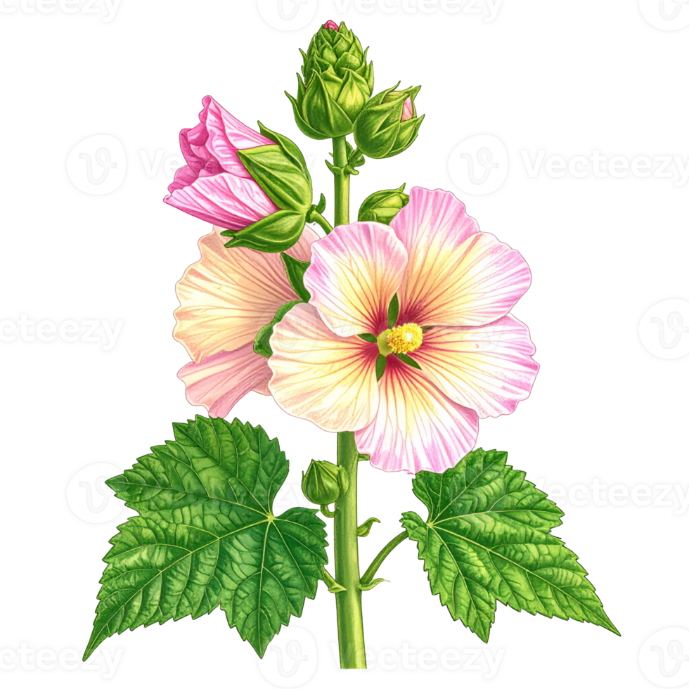 Pink Yellow White Hollyhock Flower Botanical Illustration png