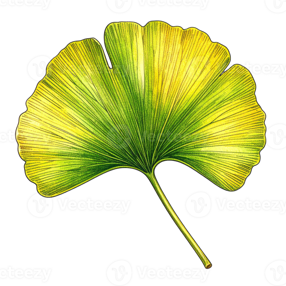 Ginkgo Biloba Leaf Illustration with Yellow and Green Hues png