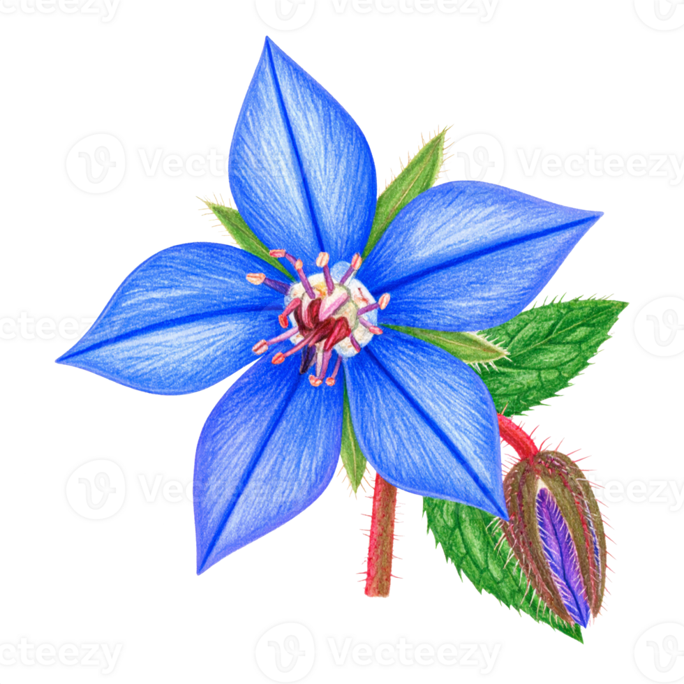 Detailed Blue Star Flower with Green Leaves Illustration png
