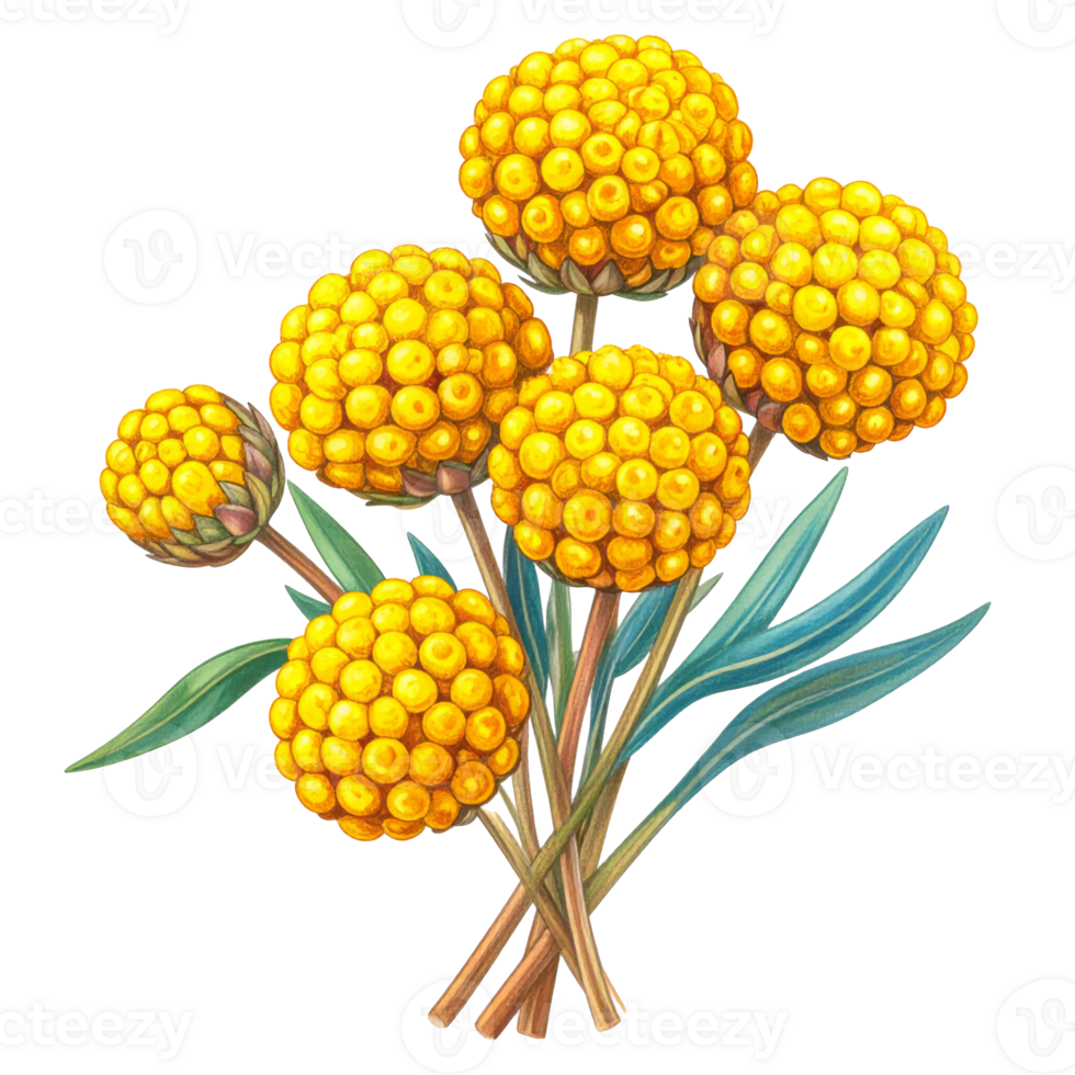 Vibrant Yellow Round Flower Illustration with Green Leaves png