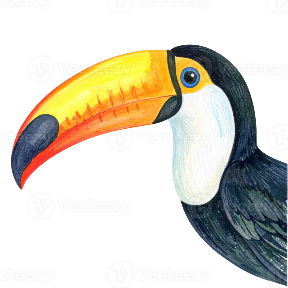 Colorful Toucan Illustration with Vibrant Beak png