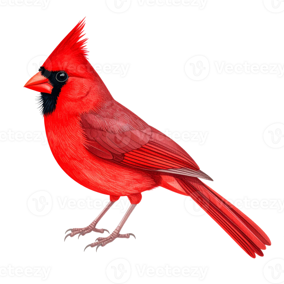 Vibrant Red Cardinal Bird Illustration on Transparent Background png