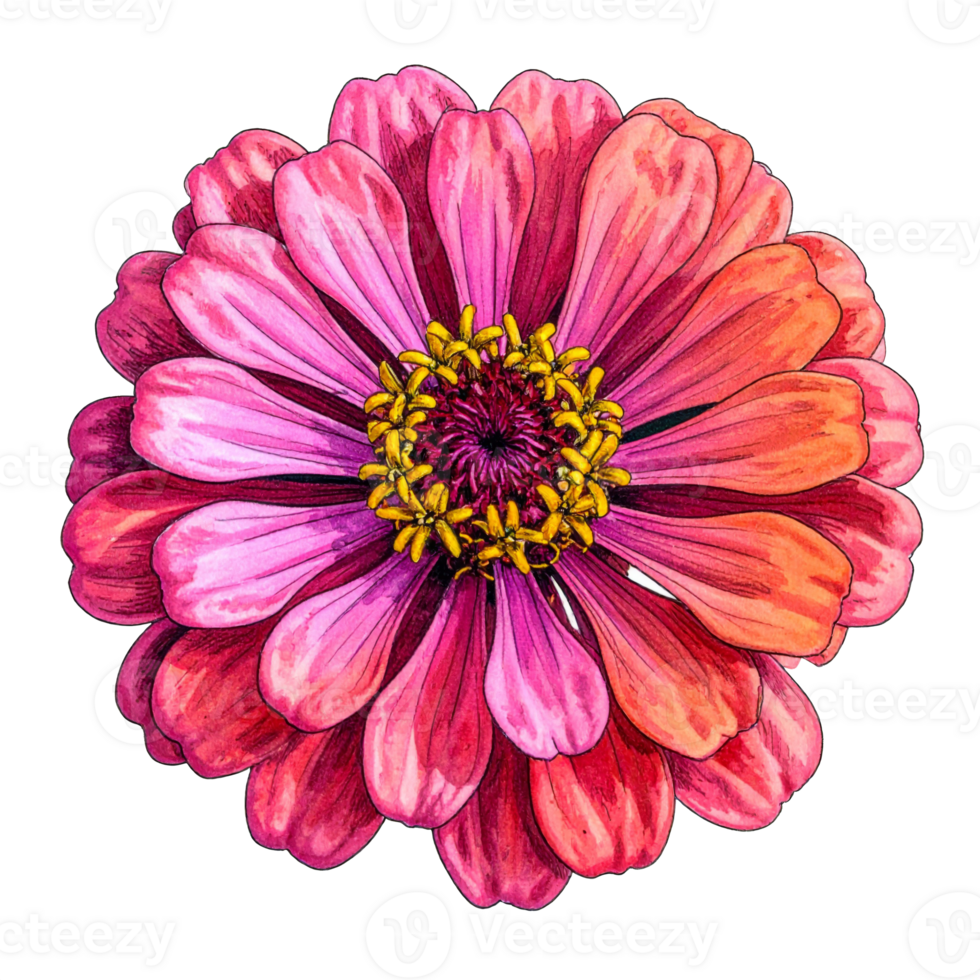 Pink Zinnia Flower Closeup on Transparent Background png