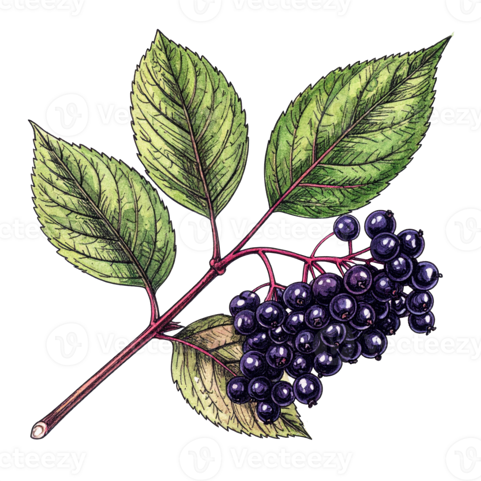 Detailed Illustration of Elderberry Branch with Berries and Leaves png